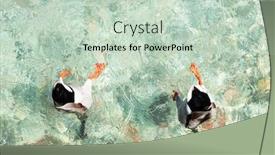  Presentation with clear water - Colorful presentation theme enhanced with funny-ducks-swimming backdrop and a soft green colored foreground