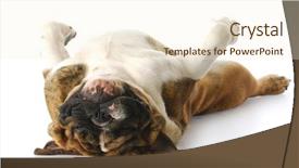 Presentation with english bulldog - Slides featuring funny english bulldog laying down background and a cream colored foreground