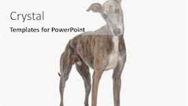  Presentation with english - PPT theme consisting of funny-english-hound-dog and a  colored foreground