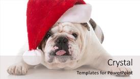  Presentation with radiology dog - Amazing PPT layouts having dog with funny expression wearing santa hat on white background backdrop and a soft green colored foreground