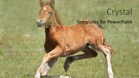  Presentation with foal - PPT theme enhanced with funny foal background and a mint green colored foreground