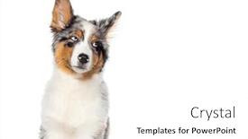  Presentation with australian - PPT theme featuring funny-four-months-old-puppy background and a  colored foreground
