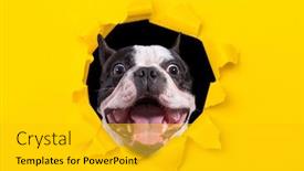  Presentation with of a black hole - Beautiful slide set featuring funny-french-bulldog-looking backdrop and a gold colored foreground