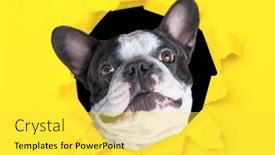  Presentation with funny - PPT layouts featuring funny-french-bulldog-looking background and a yellow colored foreground