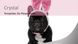  Presentation with puppy - Presentation theme featuring funny-french-bulldog-puppy-wearing background and a coral colored foreground