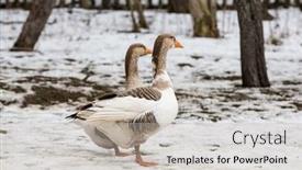  Presentation with winter farm - Colorful slide deck enhanced with funny-geese-walk backdrop and a light gray colored foreground