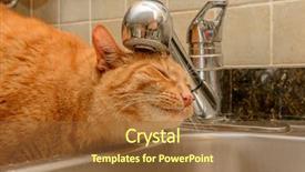  Presentation with drinking water - Theme consisting of funny ginger cat drinking water background and a tawny brown colored foreground