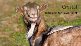  Presentation with garden - Theme with funny-goat-in-garden background and a coral colored foreground