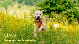  Presentation with golden - Beautiful presentation theme featuring funny-golden-retriever-on-flowering backdrop and a tawny brown colored foreground