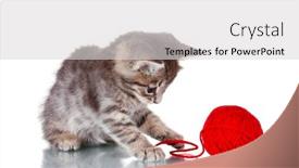  Presentation with thread - PPT layouts enhanced with funny gray kitten and ball background and a light gray colored foreground