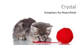  Presentation with thread - Beautiful theme featuring funny gray kitten and ball backdrop and a white colored foreground