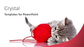  Presentation with thread - Presentation having funny gray kitten and ball of thread isolated on white background and a white colored foreground