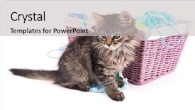  Presentation with thread - Colorful presentation enhanced with funny gray kitten and balls of thread in wicker basket isolated on white backdrop and a light gray colored foreground