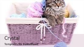  Presentation with thread - Theme with funny gray kitten and balls of thread in wicker basket isolated on white background and a coral colored foreground