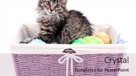  Presentation with thread - Beautiful slides featuring funny gray kitten and balls of thread in wicker basket isolated on white backdrop and a coral colored foreground