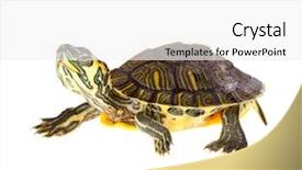  Presentation with turtle - Presentation design with funny green turtle on parade background and a white colored foreground