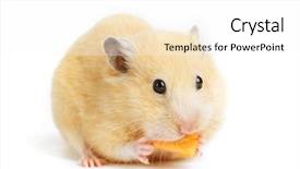  Presentation with funny animals - Amazing theme having funny hamster eats on white backdrop and a white colored foreground