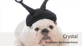  Presentation with google - Slides having funny hat with google eyes background and a  colored foreground