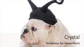  Presentation with google - PPT theme having funny hat with google eyes background and a  colored foreground