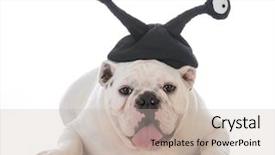  Presentation with hat - Slides with funny hat with google eyes background and a  colored foreground