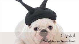  Presentation with google - PPT layouts consisting of funny hat with google eyes background and a mint green colored foreground