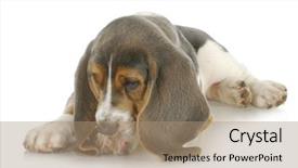  Presentation with basset hound - Slide deck having close up portrait of smiling man showing two fingers background and a gray colored foreground