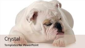  Presentation with immune - Colorful PPT theme enhanced with immune defense - dog licking paw - english backdrop and a soft green colored foreground