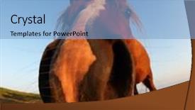  Presentation with law blue sky scales of justice - Presentation theme featuring funny horse by fisheye lens background and a light blue colored foreground