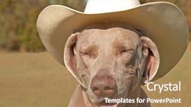  Presentation with cowboy hat - PPT theme consisting of funny image of a weimaraner dog in a cowboy hat background and a coral colored foreground