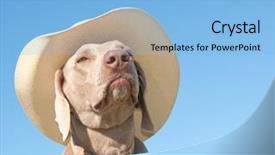 Presentation with contemplating - Beautiful slides featuring funny image of a weimaraner dog in a cowboy hat with a contemplating look against blue skies backdrop and a light blue colored foreground