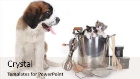  Presentation with prayer image - Colorful PPT theme enhanced with funny image of saint bernard backdrop and a  colored foreground