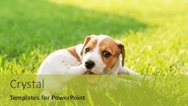 Presentation with green lawn - PPT theme enhanced with funny-jack-russel-terrier-puppy and a yellow colored foreground