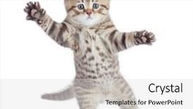 Presentation with kitten - Audience pleasing PPT theme consisting of funny kitten cat standing backdrop and a light gray colored foreground