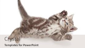  Presentation with kitten - Amazing PPT theme having funny-kitten-cat-top-view backdrop and a coral colored foreground