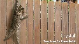  Presentation with kitten - Colorful PPT layouts enhanced with funny-kitten-hanging-on-fence backdrop and a coral colored foreground