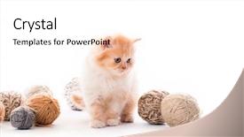  Presentation with hello kitty cute little kitten - Amazing presentation design having funny kitten playing with lace backdrop and a white colored foreground