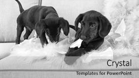  Presentation with funny - Slide deck having funny-labrador-puppies-playing and a  colored foreground