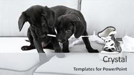  Presentation with shoes - Beautiful presentation featuring funny-labrador-puppies-playing and a  colored foreground