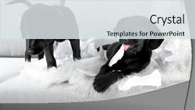  Presentation with funny - PPT layouts featuring funny-labrador-puppies-playing and a  colored foreground