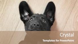  Presentation with wood floor wiht lighting - Presentation having funny labrador puppy on wooden background and a coral colored foreground