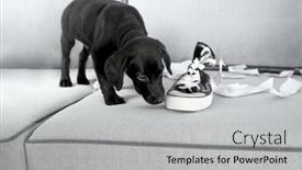  Presentation with shoes - Presentation design featuring funny-labrador-puppy-playing and a  colored foreground
