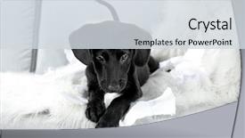  Presentation with puppy - Amazing presentation design having funny-labrador-puppy-playing backdrop and a  colored foreground