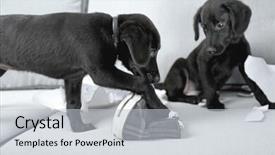  Presentation with shoes - Audience pleasing slides consisting of funny-labrador-puppy-playing backdrop and a  colored foreground