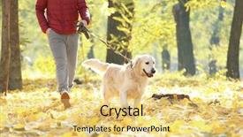  Presentation with funny - Slide set featuring funny labrador retriever with owner background and a yellow colored foreground