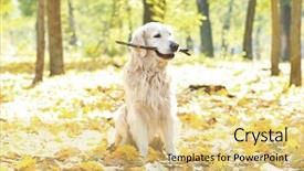  Presentation with funny - Slide set consisting of funny labrador retriever with stick background and a  colored foreground