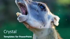  Presentation with lama - Colorful PPT theme enhanced with funny lama close up portrait backdrop and a ocean colored foreground