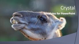  Presentation with lama - Presentation design with funny-lama-close-up-portrait background and a gray colored foreground