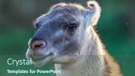  Presentation with lama - Slide set enhanced with funny-lama-close-up-portrait background and a ocean colored foreground