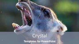  Presentation with lama - PPT layouts with funny-lama-close-up-portrait background and a mint green colored foreground