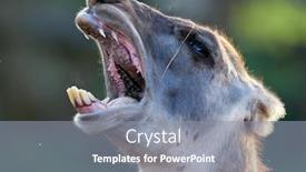  Presentation with lama - Audience pleasing slide deck consisting of funny lama close up portrait backdrop and a gray colored foreground